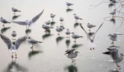 Noisy humans harm birds and affect breeding success: Study