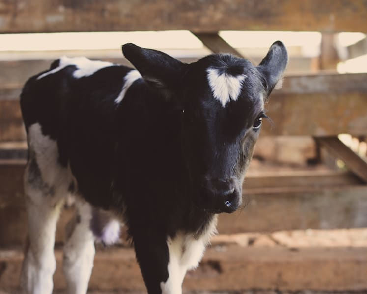Bull escapes from pen in Lim Chu Kang farm