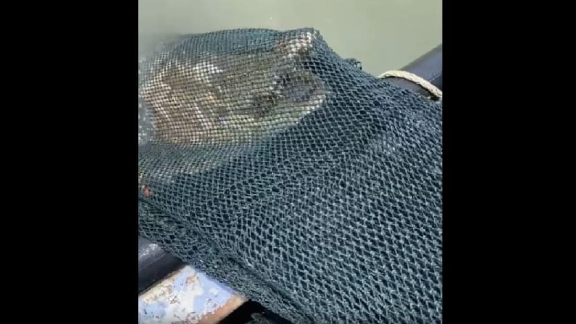 6 அடி நீளம்...120 கிலோ எடைகொண்ட முதலை பிடிபட்டது!