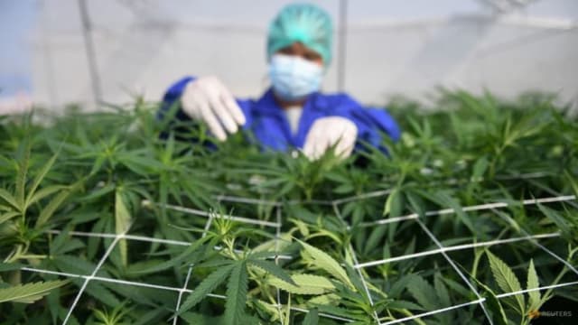 称能提高鸡肉品质 泰北企业以大麻取代抗生素喂鸡