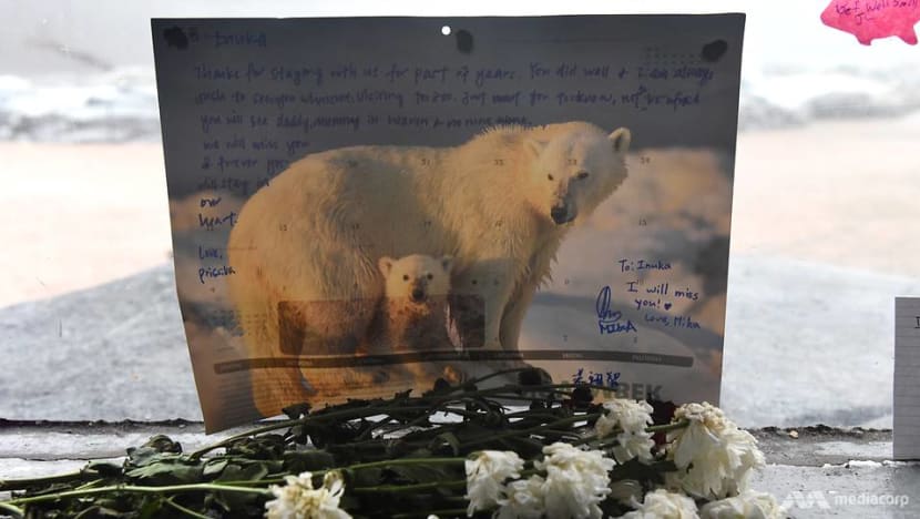 Commentary: What next after our outpouring of polar bear grief? Commentary: What next after our outpouring of polar bear grief?