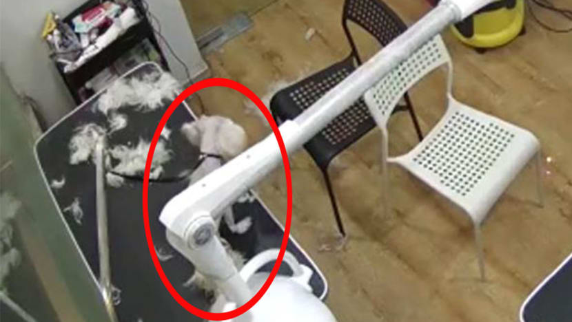 Dog groomer fined after maltese died from hanging off its own leash as she took smoke break Dog groomer fined after maltese died from hanging off its own leash as she took smoke break
