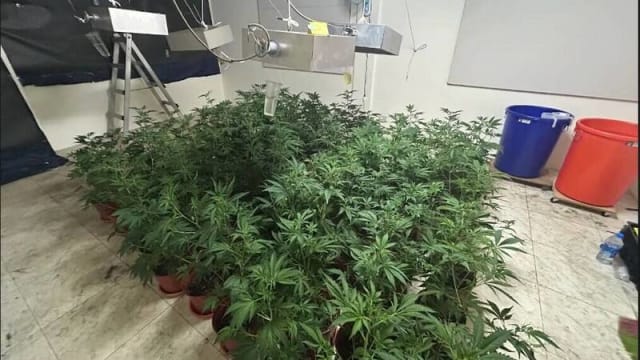 手摇饮料店偷电种大麻 台湾警方突击起获大量毒品
