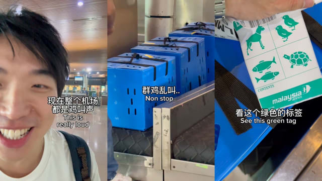 马国机场惊见斗鸡登机 网民：真的是“飞鸡”