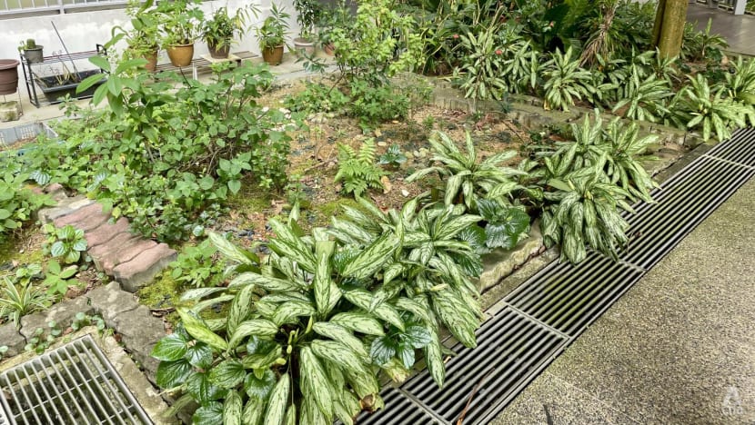 Unauthorised plants dealt with on 'case by case basis': MPs Unauthorised plants dealt with on 'case by case basis': MPs