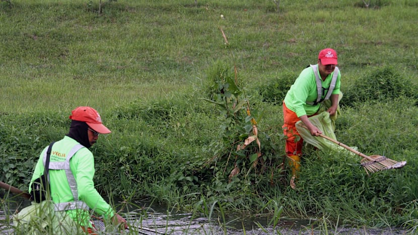 Mass fish deaths at Bishan-Ang Mo Kio Park