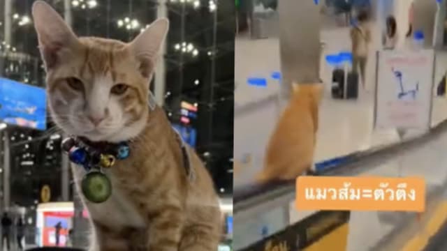 猫咪陪主人上班 意外成泰国机场“世界级网红”
