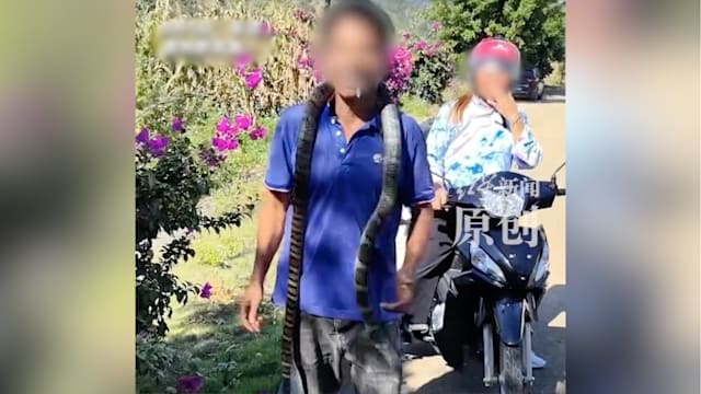 误将眼镜王蛇当无毒乌梢蛇 男子挂在脖子上展示惨遭咬死