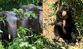 Spotting pygmy elephants, eating UFO tarts: Why Sandakan should be on your Sabah travel list