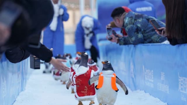 哈尔滨极地公园迎新春 企鹅唐装巡游萌翻全场
