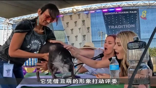 美国加州再办世界最丑狗比赛