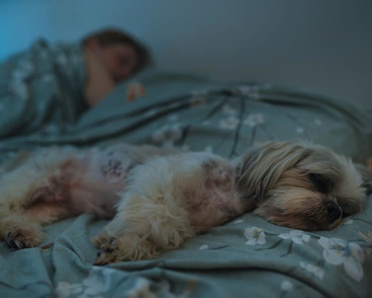 Commentary: Do you share a bedroom with your pets? Here's why that may be keeping you from a good night’s sleep