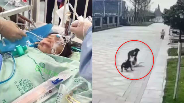 袭击成都女童的罗威纳犬主人被刑拘