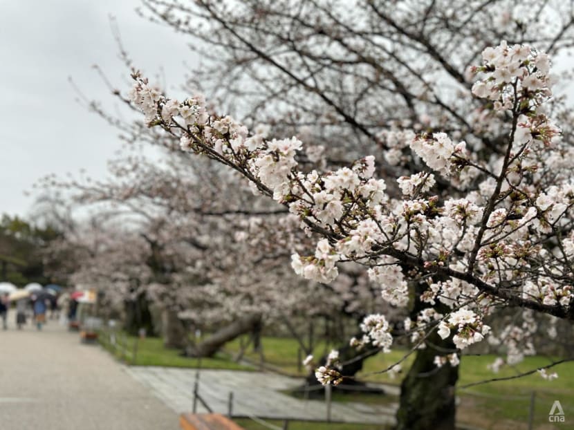 Sakura forecast for 2024: Here's when you can catch cherry blossoms in Japan