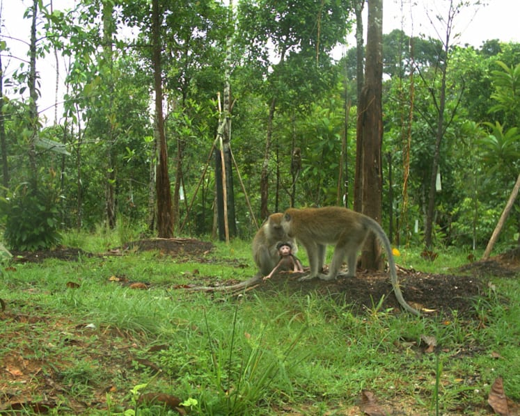 Commentary: Land-strapped Singapore may struggle to fulfil the new global biodiversity deal, but there are other things it can do