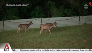 Growing numbers of sambar deer creating new challenges for coexistence in urban landscape 