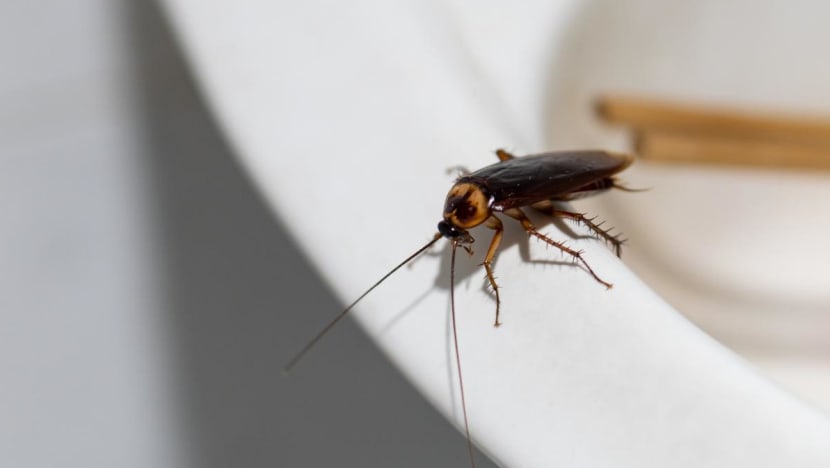 How cockroaches spread around the world to become global pests How cockroaches spread around the world to become global pests
