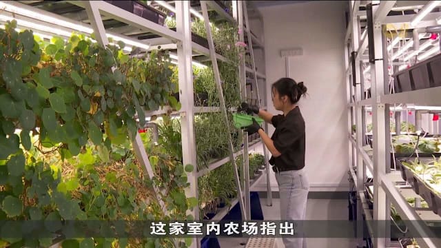 高生产力农场助创造优质就业机会 吸引年轻人投身现代农业