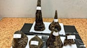 Man arrested in Thailand for smuggling rhino horns