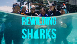 Rewilding Sharks