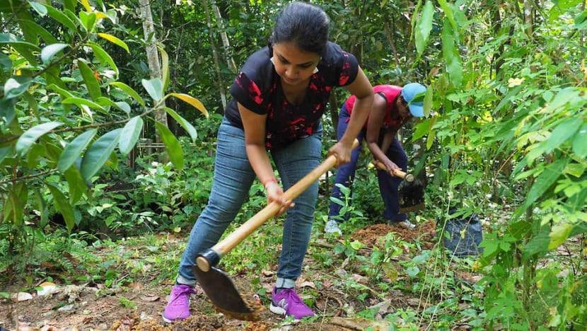 Native species, community engagement: Why there's more to planting trees than digging and watering
