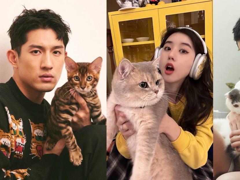 'Mine cuter': Ayden Sng, Eleanor Lee, Lawrence Wong compete on whose cats are cuter on Threads