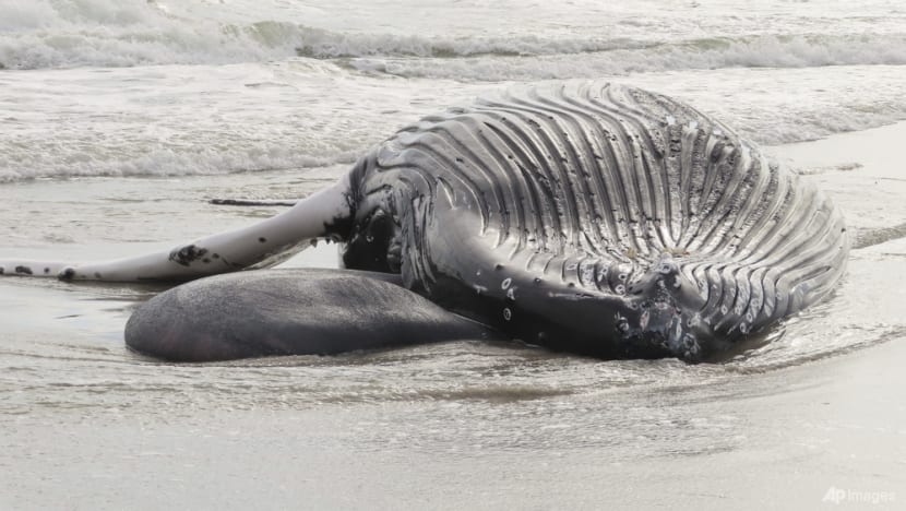 Pause sought in US wind farm ocean preparation works after 7th dead whale