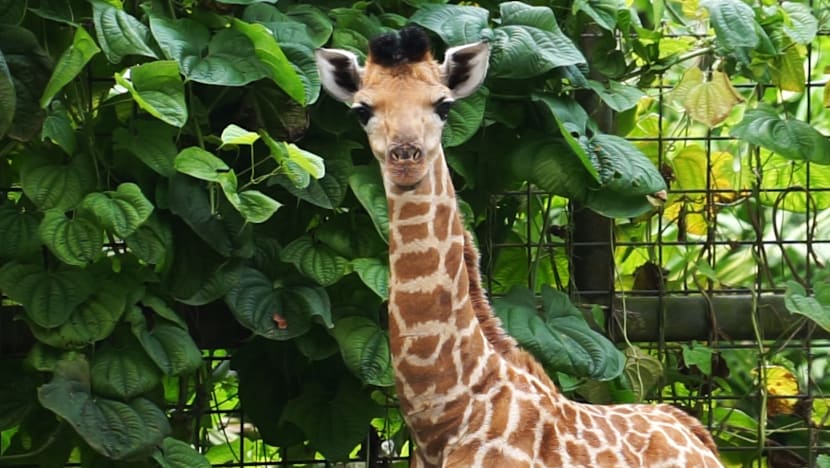 First giraffe calf in 28 years born at Singapore Zoo