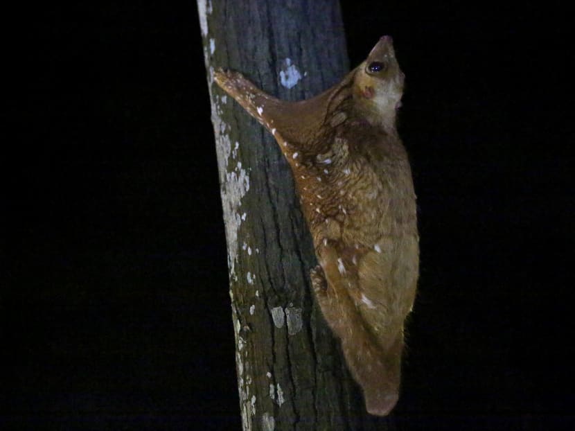 The Malayan Colugo (pictured) is among native species that MP Louis Ng's proposed amendments is aimed at protecting.