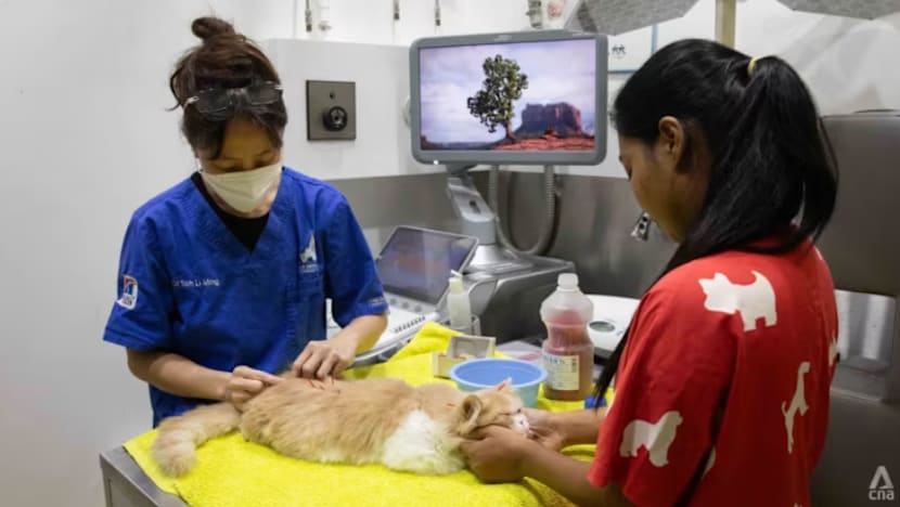 AVS akan lancar perundingan awam mengenai Rang Undang-Undang tingkat piawai veterinar