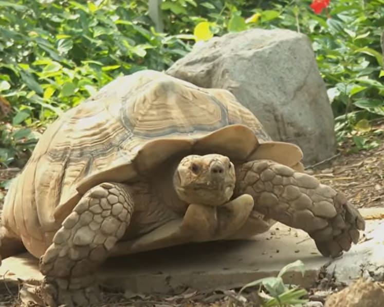 Wildlife charity ACRES doubles sanctuary space as animal rescues hit record high