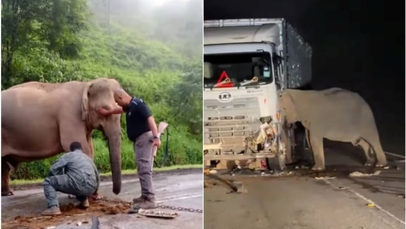 Naluri keibuan ibu gajah setia menanti anaknya selepas mati dilanggar runtun hati warganet