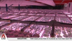 Two local farms diversifying products to boost business amid low consumer demand