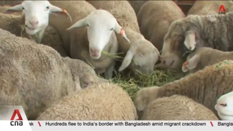 Hari Raya Haji: Korban rituals for 4 Singapore mosques affected by livestock delay 