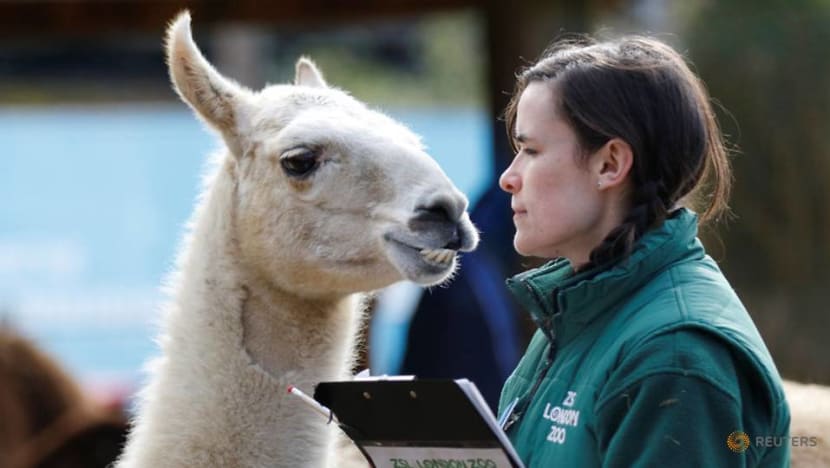 Commentary: The London Zoo helps animals with this one simple act