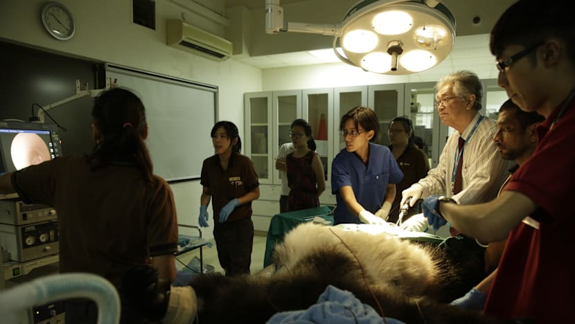 Giant panda Jia Jia artificially inseminated again after mating attempt fails