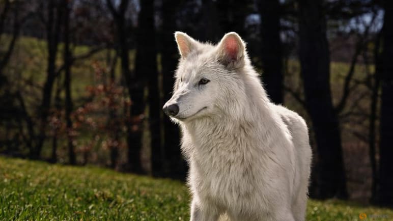 Commentary: ‘De-extinct’ dire wolves hide humanity’s destruction of nature
