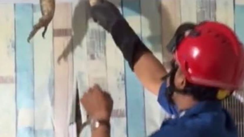 Viral, Damkar evakuasi biawak jumbo dari rumah warga di Karawang
