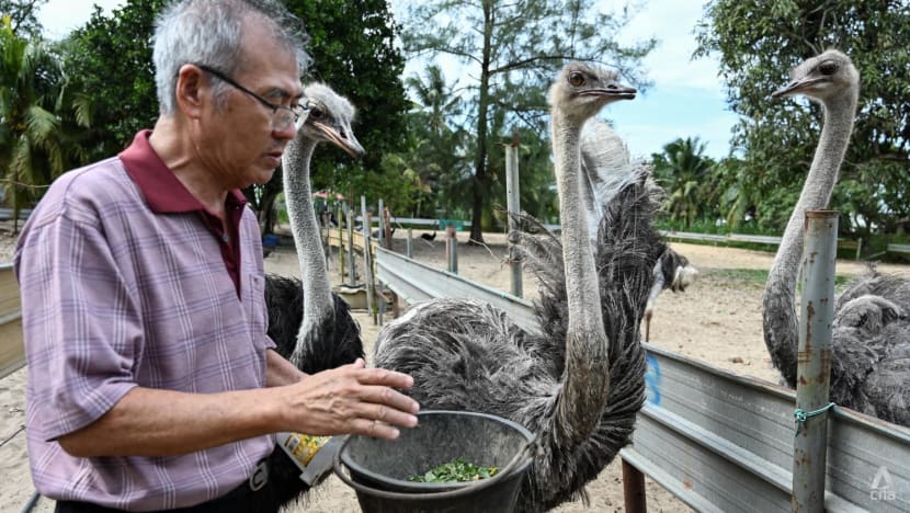 Pesara juruterbang tentera Singapura ini kongsi perit jerih kendali ladang burung unta di Johor Pesara juruterbang tentera Singapura ini kongsi perit jerih kendali ladang burung unta di Johor