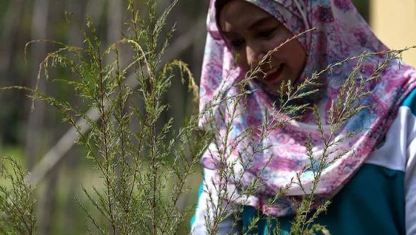 Serum kecantikan dari pokok cucur atap