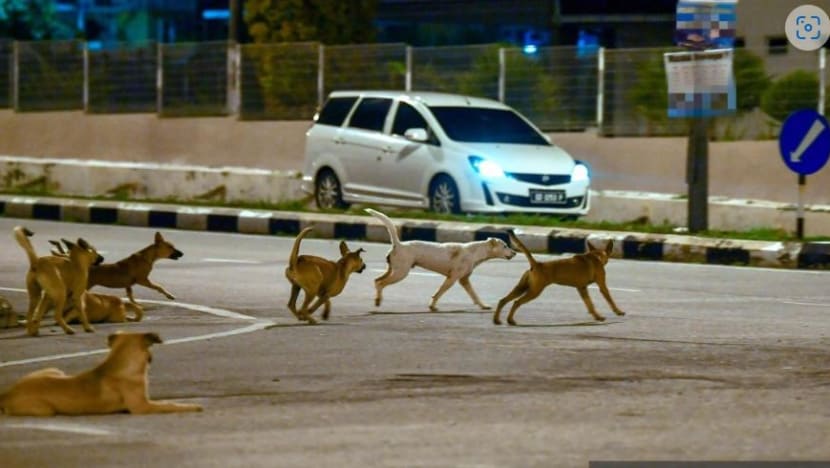 Malaysian MP calls for guidelines on dog-catching after elderly man dies trying to save pet Malaysian MP calls for guidelines on dog-catching after elderly man dies trying to save pet