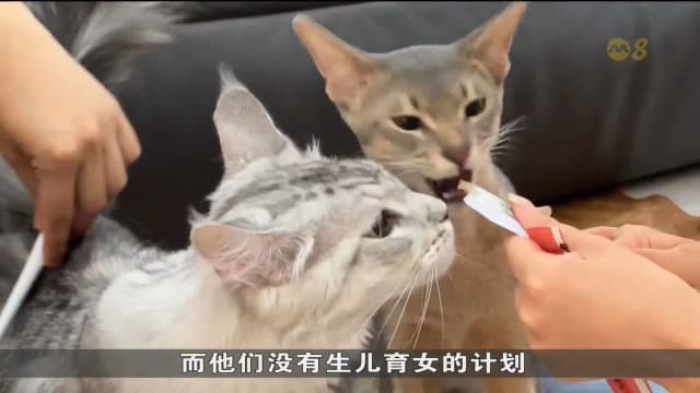 因人口结构变化等 中国宠物行业蓬勃发展