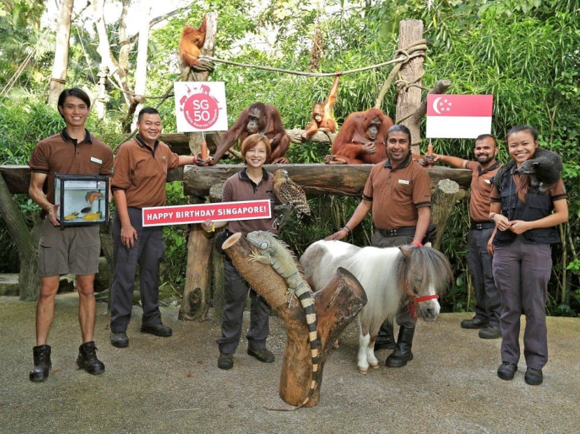Residents of Jurong Bird Park, Night Safari, River Safari and Singapore Zoo wish Singapore a happy 50th birthday. They include orang utans, a falabella, and a Malay fish owl native to the island. Photo: Wildlife Reserves Singapore