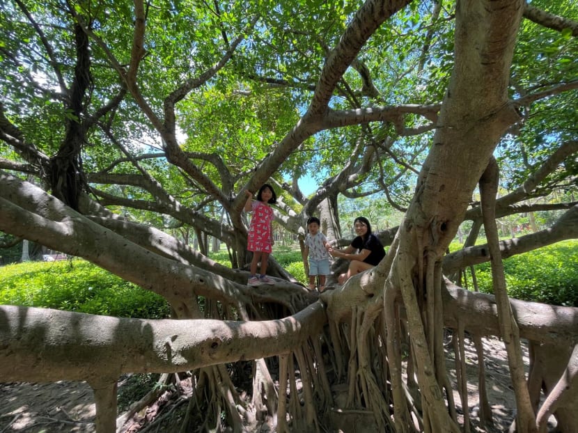 Commentary: How I use Singapore's flora and fauna to wean my children off their digital devices Commentary: How I use Singapore's flora and fauna to wean my children off their digital devices