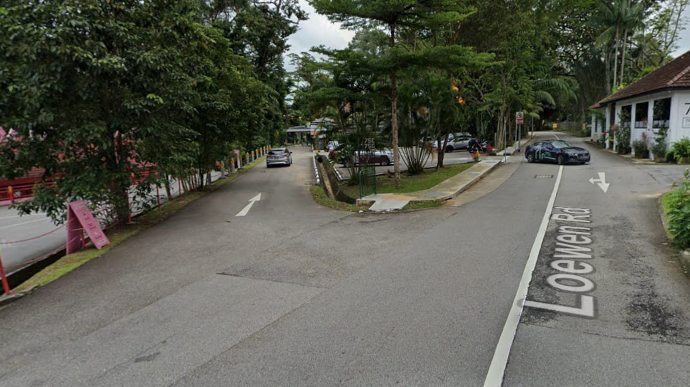 登布西罗文路发生树倒事件 土管局：评估情况后会采取必要措施