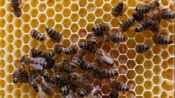 Related article image