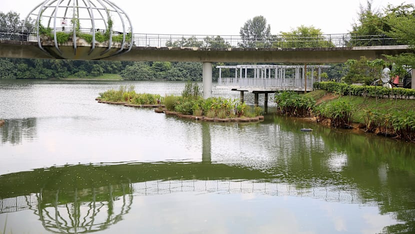 Biodiversity thriving on artificial Punggol waterway