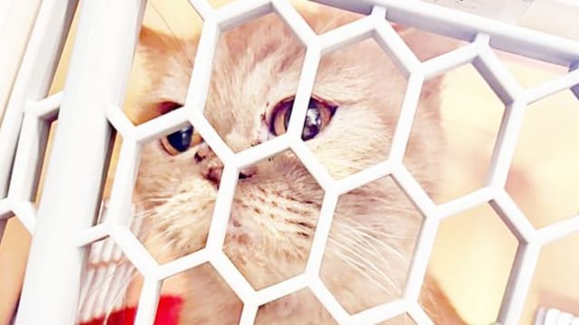 疑不满女友提分手 台男怒摔爱猫致一死一重伤并藏尸天花板
