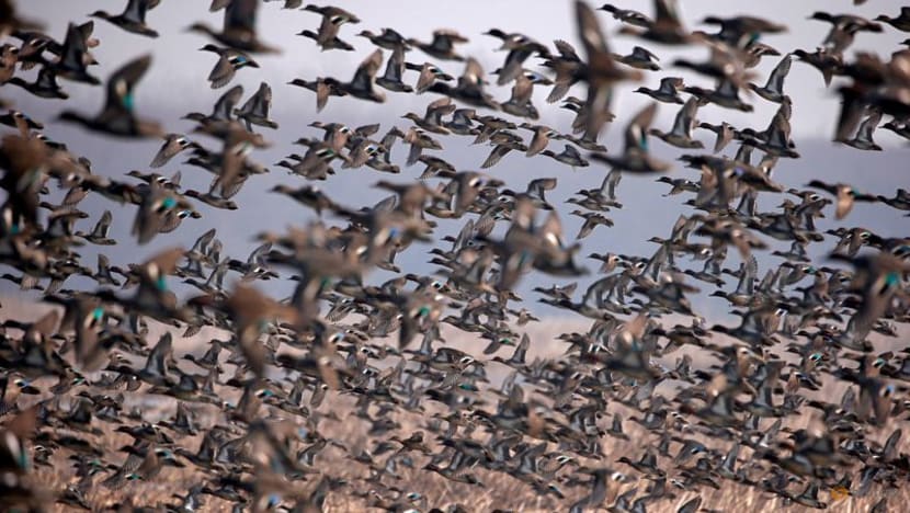 Study documents extinction of 610 bird species and ecological impacts Study documents extinction of 610 bird species and ecological impacts