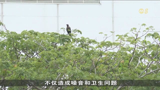 射杀乌鸦行动恢复 累计射下40只